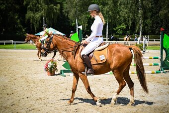 Líbivá charakterní pony klisna - 18