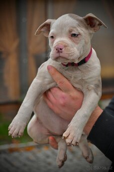 Štěňátka American Bully - 18