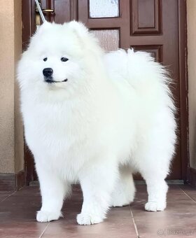 Štěňátka samojeda s PP - 18