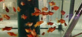 Čtverzubec trpasličí - 18