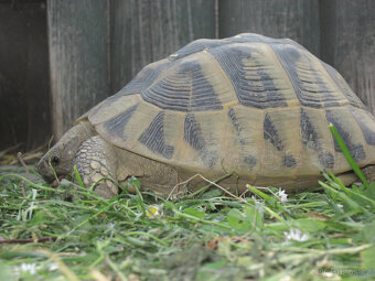 želva zelenavá a vroubená- odrostlá mláďata - 18