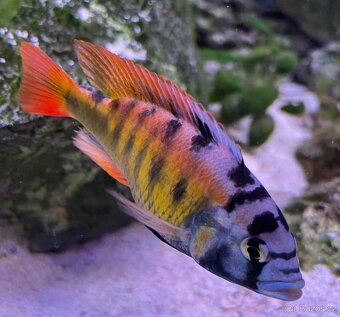 Tlamovci Malawi 7 - 18