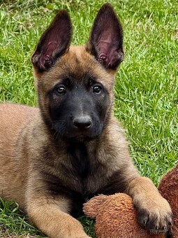 BELGICKÝ OVČÁK MALINOIS - 18