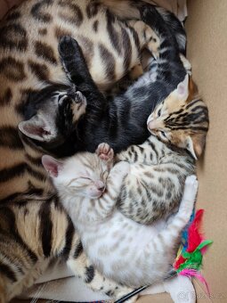 Bengálský Mink kocourek s PP - 18