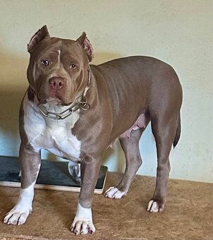 American Bully s PP - 18