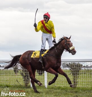 Prodám valacha A1/1 - 18