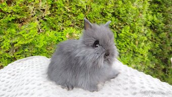 Zakrslý králík, králíček-(TEDDY)-OLAF, OLIVER, OLINA - 18