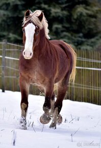 Připouštění Welsh cob - D - 18