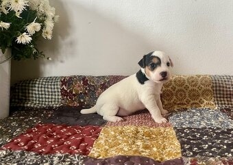 Štěňata Parson Russell Terier s PP - 18