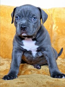 AMERICAN BULLY XL XXL - 18