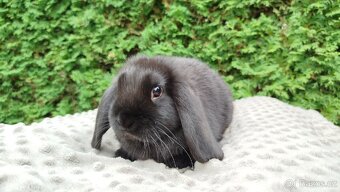 Zakrslý beránek, králíček, králík - JIMMY - 18
