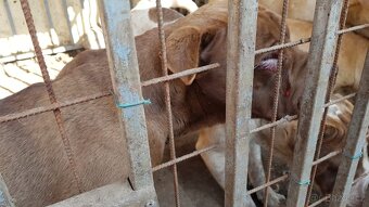 ČOKO K ADOPCI - zlomená něžná dušička - 18