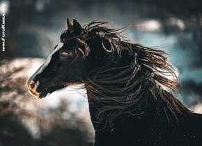 Připouštění Welsh cob - D - 18
