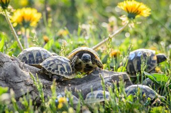 Suchozemské želvy 2023 a 2024 + vybavená terrária - 18