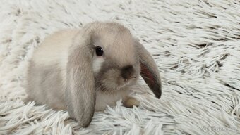 Zakrslý beránek, králíček, králík - REY - 18