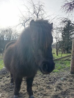 Docházka k poníkovi - 18