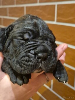 Cane Corso s PP - 18