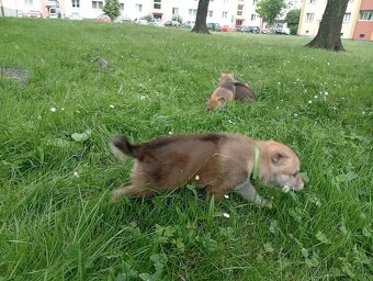 Československý vlčák – štěňata na prodej 🐺 - 18