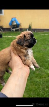 Trpaslíči Pekinézer - 18