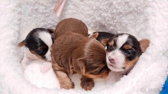 Yorkshire Terrier Biewer,Biro a Black and tan - 18