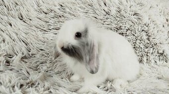 Zakrslý beránek, králíček, králík - MINDY - 18
