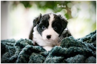 Border Collie, Border Kolia s PP FCI - 18