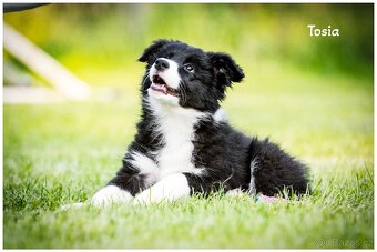 Border Collie, Border Kolia s PP FCI - 18