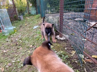Belgický ovčák - Malinois - 18