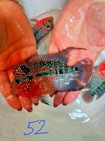 Flowerhorn Super red Dragon. - 18