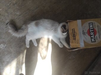 Ragdoll kocourek bez PP - 18