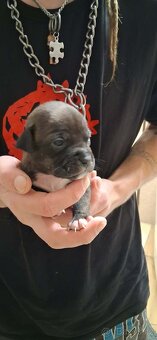 Americký stafordšírský terier bez pp - 18