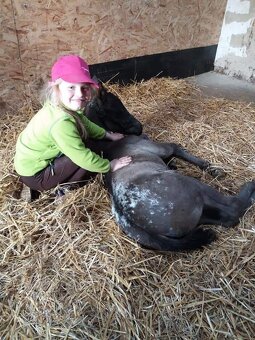Appaloosa připouštění - 18
