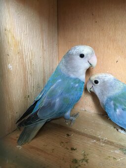 Agapornis růžohrdlý 🦜 - 18