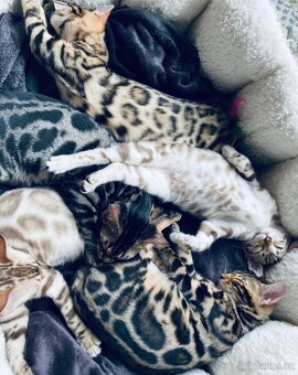 Bengálská kočka,bengálské kotě - 18