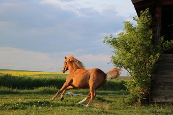 Krásná klisnička WPBR Pony B do sportu - 18