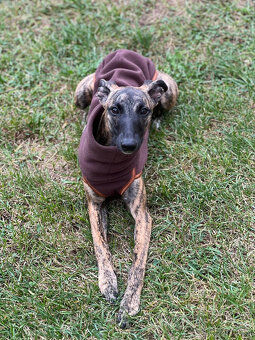 Whippet bez PP po obou rodičích s PP ( FCI) - 18