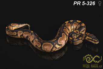 Python regius - Krajta královská - 18