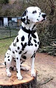 Dalmatin štěně s PP - 18