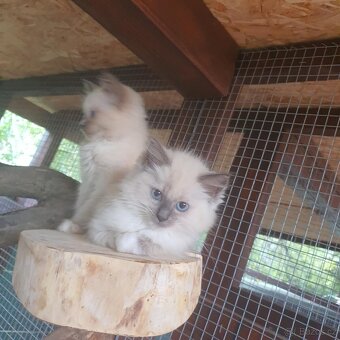 Ponúkam 2 ragdoll kocurikov - 18