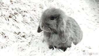 Zakrslý beránek, králíček, králík - KVIDO - 18