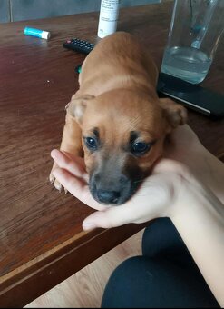 Štěňátka prodej - 18