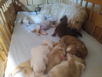 Štěňátka křížence MOMENTÁLNĚ VŠICHNI REZERVOVÁNI - 18