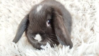 Zakrslý beránek, králíček, králík - DENIS - 18