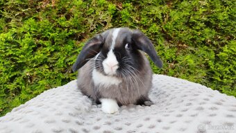 Zakrslý beránek, králík, králíček - TEA - 18