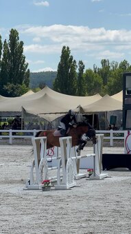 Kobyla do chovu a sportu - 18