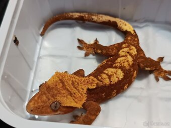 Pagekon řasnatý 1/3 - 18