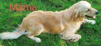 Zlatý retrívr / retriever - 18