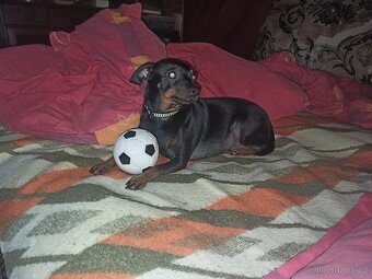 Stěně Pinč X Jack Russell - 18