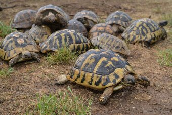 Malé želvy + vybavená terária - 18