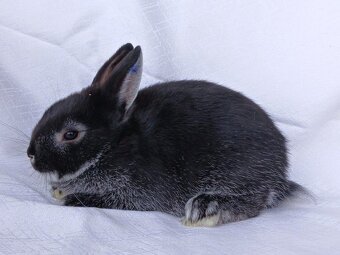 Zakrslí beránci a bílopesíkatí králíčci s rodokmenem - 18